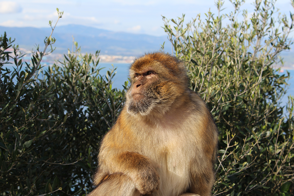 GILBRALTAR 3